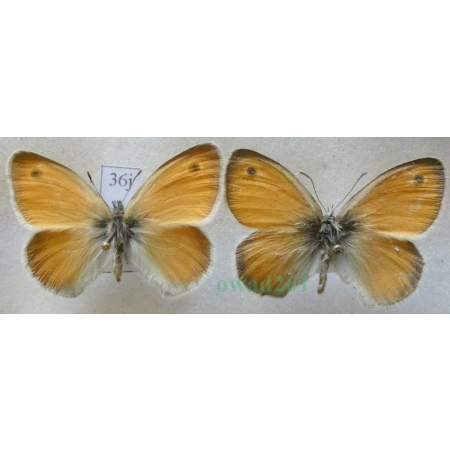 Coenonympha pamphilus (Linnaeus, 1758) pair Strzępotek ruczajnik Czech36j
